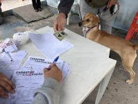 macapa-pretende-castrar-ate-900-animais-em-acao-itinerante