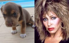 fa-da-nome-de-tina-turner-a-pet-e-relembra-infancia-com-falecido-pai-embalados-pela-rainha-do-rock