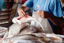 pesquisa-encontra-peixes-contaminados-por-mercurio-em-feiras-do-amapa