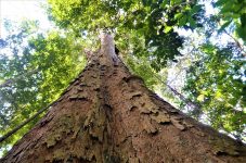 junho-verde:-encontros-discutem-bioeconomia,-povos-da-floresta-e-manejo-florestal-sustentavel-no-ap