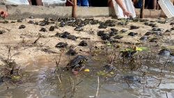 ‘tradicao-ha-mais-de-40-anos’,-diz-pescador-durante-soltura-de-7-mil-quelonios-da-amazonia,-no-ap