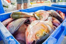 feira-do-produtor-rural-oferta-pirapitinga-a-r$-14-o-quilo-neste-sabado-(1o)-na-fazendinha