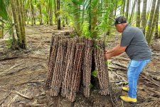 mais-de-120-mil-sementes-de-mandioca-com-modificacao-genetica-sao-entregues-ao-ap