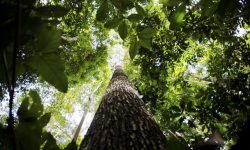 potencial-da-amazonia-vai-ser-discutido-durante-encontro-de-startups-do-g20-em-2024,-no-ap 