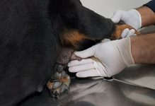 outubro-rosa-pet:-caes-e-gatos-tambem-podem-desenvolver-cancer-de-mama;-saiba-mais