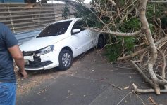 arvore-cai-durante-ventania-e-atinge-2-carros-em-macapa;-ninguem-ficou-ferido