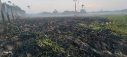 incendio-em-area-quilombola-do-amapa-ja-dura-cerca-de-24-horas;-local-concentra-grande-vegetacao