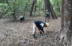 pesquisa-realiza-estimativa-populacional-de-caranguejos-uca-em-ilha-na-costa-do-amapa