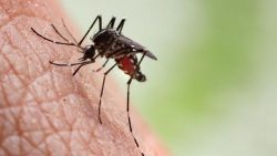 acoes-de-combate-a-dengue-sao-intensificadas-nos-bairros-de-maior-incidencia-em-macapa