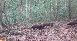 ameacado-de-extincao,-cachorro-vinagre-e-registrado-pela-primeira-vez-no-parque-nacional-montanhas-do-tumucumaque