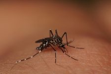 dengue-no-ap:-veja-os-dados-atuais-e-saiba-como-evitar-a-doenca-e-detectar-sintomas