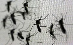 dengue-no-ap:-medidas-de-prevencao-sao-intensificadas-apos-aumento-de-casos